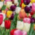 Gratis tulpen tijdens Nationale Tulpendag Amsterdam